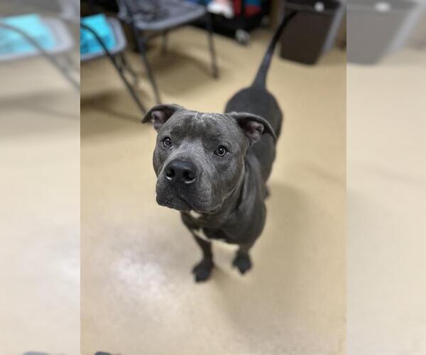 Medium Photo #1 American Pit Bull Terrier Puppy For Sale in Chula Vista, CA, USA