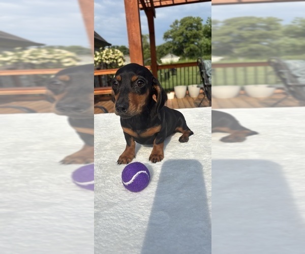 Medium Photo #3 Dachshund Puppy For Sale in GREENFIELD, IN, USA