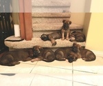 Small Photo #6 Malinois Puppy For Sale in SAN MARCOS, CA, USA