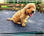 Small #1 Golden Retriever