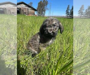 Mastiff-Poodle (Standard) Mix Puppy for sale in GALT, CA, USA