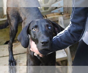 Stanley Martin Steele - Male Plott Hound-Weimaraner Mix Dog for Adoption - Photo #9