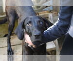 Small #8 Plott Hound-Weimaraner Mix