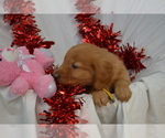 Small #2 Golden Retriever
