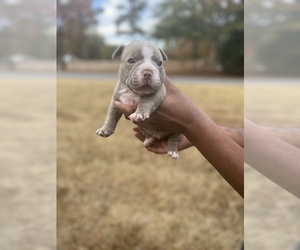 American Bully Puppy for sale in COVINGTON, GA, USA