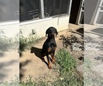Small Photo #1 Doberman Pinscher Puppy For Sale in WILMINGTON, DE, USA
