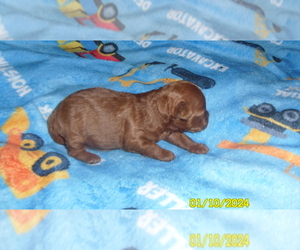 Poodle (Toy) Puppy for sale in DULUTH, GA, USA
