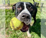 Small #2 American Pit Bull Terrier Mix