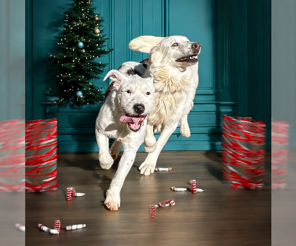 Medium Photo #2 Mutt Puppy For Sale in Vail, AZ, USA