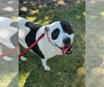 Small #1 American Pit Bull Terrier