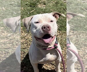 American Pit Bull Terrier-Unknown Mix Dogs for adoption in Rustburg, VA, USA