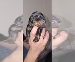 Puppy Brown collar Doberman Pinscher
