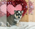 Puppy Bandit Alaskan Klee Kai-Pomsky Mix
