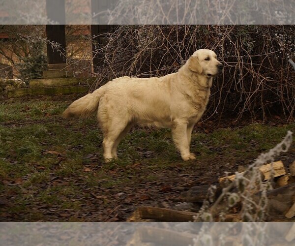 Medium Photo #8 English Cream Golden Retriever Puppy For Sale in Kharkiv, Kharkiv, Ukraine