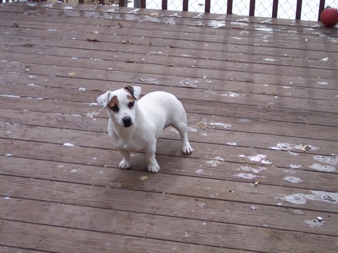 Medium Photo #1 Jack Russell Terrier Puppy For Sale in CINCINNATI, OH, USA