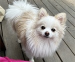 Small Photo #7 Pomeranian Puppy For Sale in COLUMBIA, MO, USA