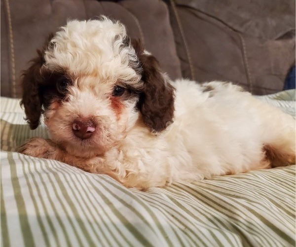 Medium Photo #25 Bernedoodle (Miniature) Puppy For Sale in LEETONIA, OH, USA