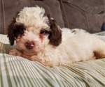 Small #24 Bernedoodle (Miniature)