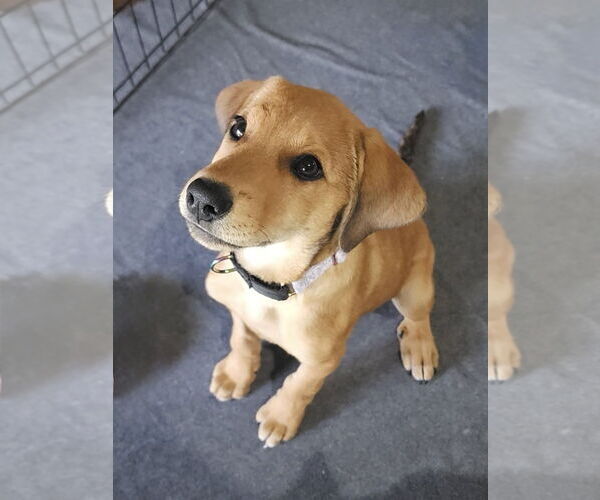 Medium Photo #3 Mutt Puppy For Sale in Fort Worth, TX, USA