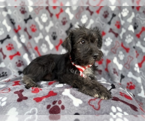 Medium Photo #2 Schnauzer (Miniature) Puppy For Sale in LAKELAND, FL, USA