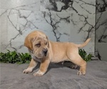 Small #2 Cocker-Pei