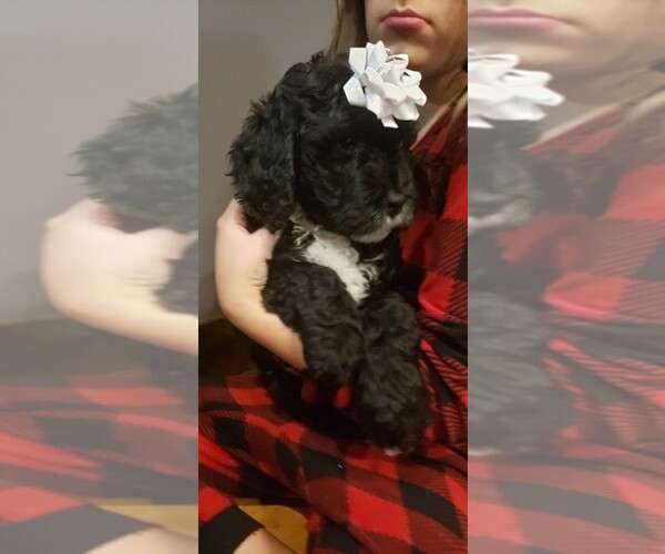 Medium Photo #7 F2 Aussiedoodle Puppy For Sale in WOODFORD, WI, USA