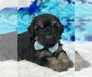 Bernedoodle (Miniature) Puppy for sale in BULLARD, TX, USA