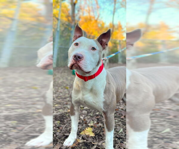 Medium Photo #3 American Staffordshire Terrier Puppy For Sale in Lawrenceville, NJ, USA