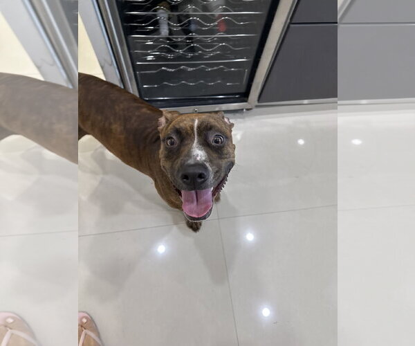 Medium Photo #3 American Pit Bull Terrier-Unknown Mix Puppy For Sale in Miami, FL, USA