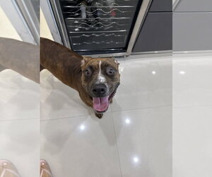 COURTESY POST: Canela - Female American Pit Bull Terrier-Unknown Mix Dog for Adoption - Photo #3