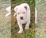 Small Photo #1 American Bandogge Puppy For Sale in TOMBALL, TX, USA