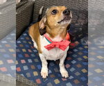 Small #1 Beagle Mix