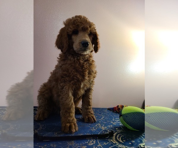Medium Photo #2 Poodle (Standard) Puppy For Sale in JOPLIN, MO, USA