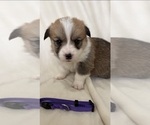 Puppy Purple collar Pembroke Welsh Corgi