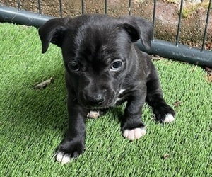 Boxer Puppy for sale in PUYALLUP, WA, USA