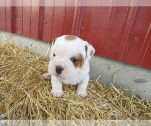 Beabull Puppy for sale in BLMGTN, IN, USA