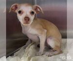 Small Chihuahua Mix