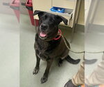 Small #1 Black Mouth Cur-Labrador Retriever Mix