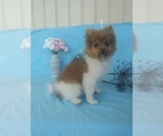 Small Photo #1 Pomeranian Puppy For Sale in SHIPSHEWANA, IN, USA