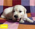 Small Photo #17 Golden Retriever Puppy For Sale in AIKEN, SC, USA