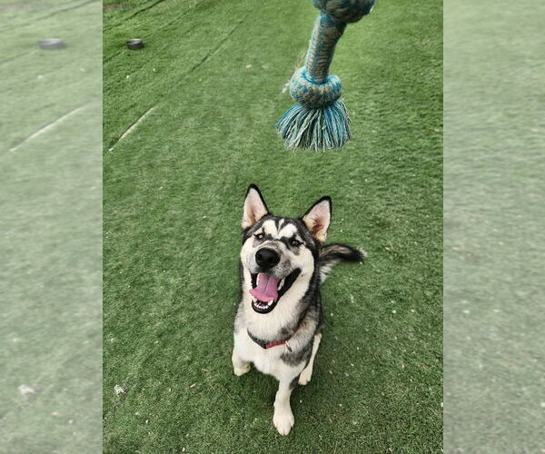 Medium Photo #2 Siberian Husky Puppy For Sale in garner, NC, USA