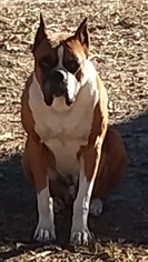 Father of the Boxer puppies born on 05/24/2018