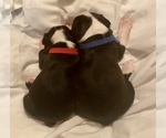 Small Photo #6 Boston Terrier Puppy For Sale in LAUREL, MS, USA