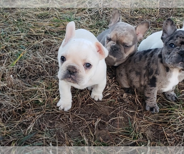 Medium Photo #6 French Bulldog Puppy For Sale in BONE CAVE, TN, USA