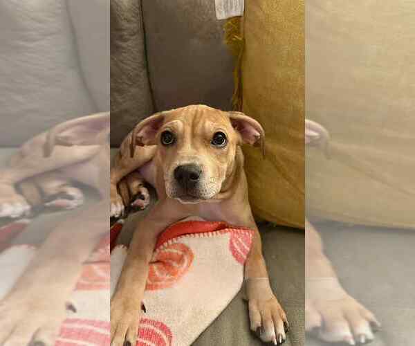 Medium Photo #7 Boxer-Unknown Mix Puppy For Sale in Springdale, PA, USA