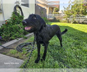 Labradoodle Dogs for adoption in Clovis, CA, USA