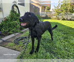 Small Labradoodle