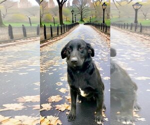 Labrador Retriever-Retriever  Mix Dogs for adoption in Unionville, PA, USA