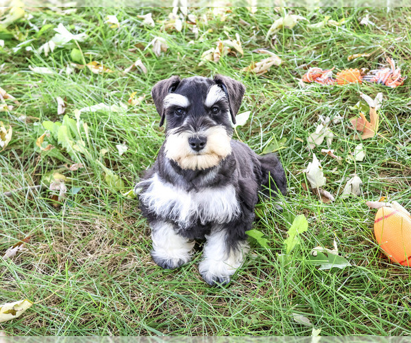 Medium Photo #1 Schnauzer (Miniature) Puppy For Sale in SYRACUSE, IN, USA