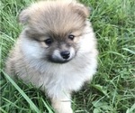 Small Photo #2 Pomeranian Puppy For Sale in GOSHEN, NY, USA